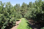 Images for Goddards Green Road, Benenden, Cranbrook, Kent, TN17